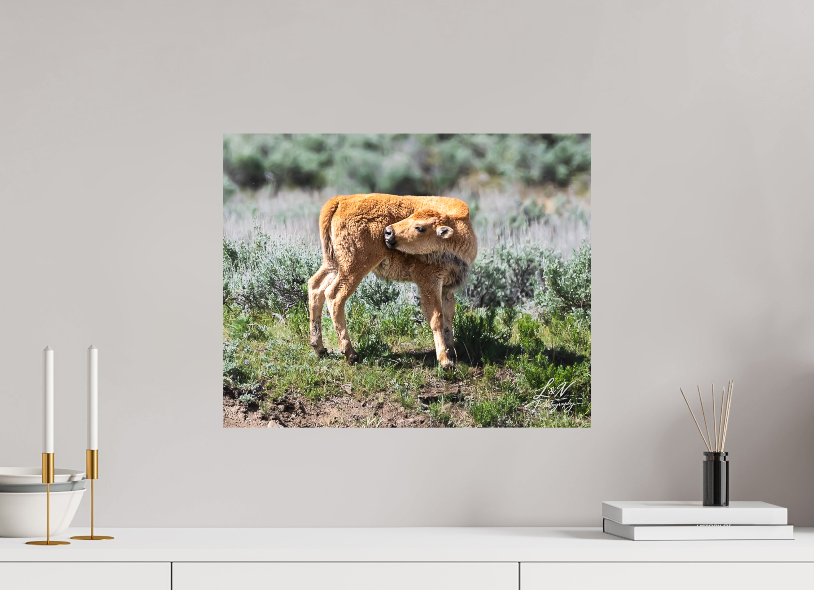 20 x 16″, Photo Print on Aluminum Backing Looking Back