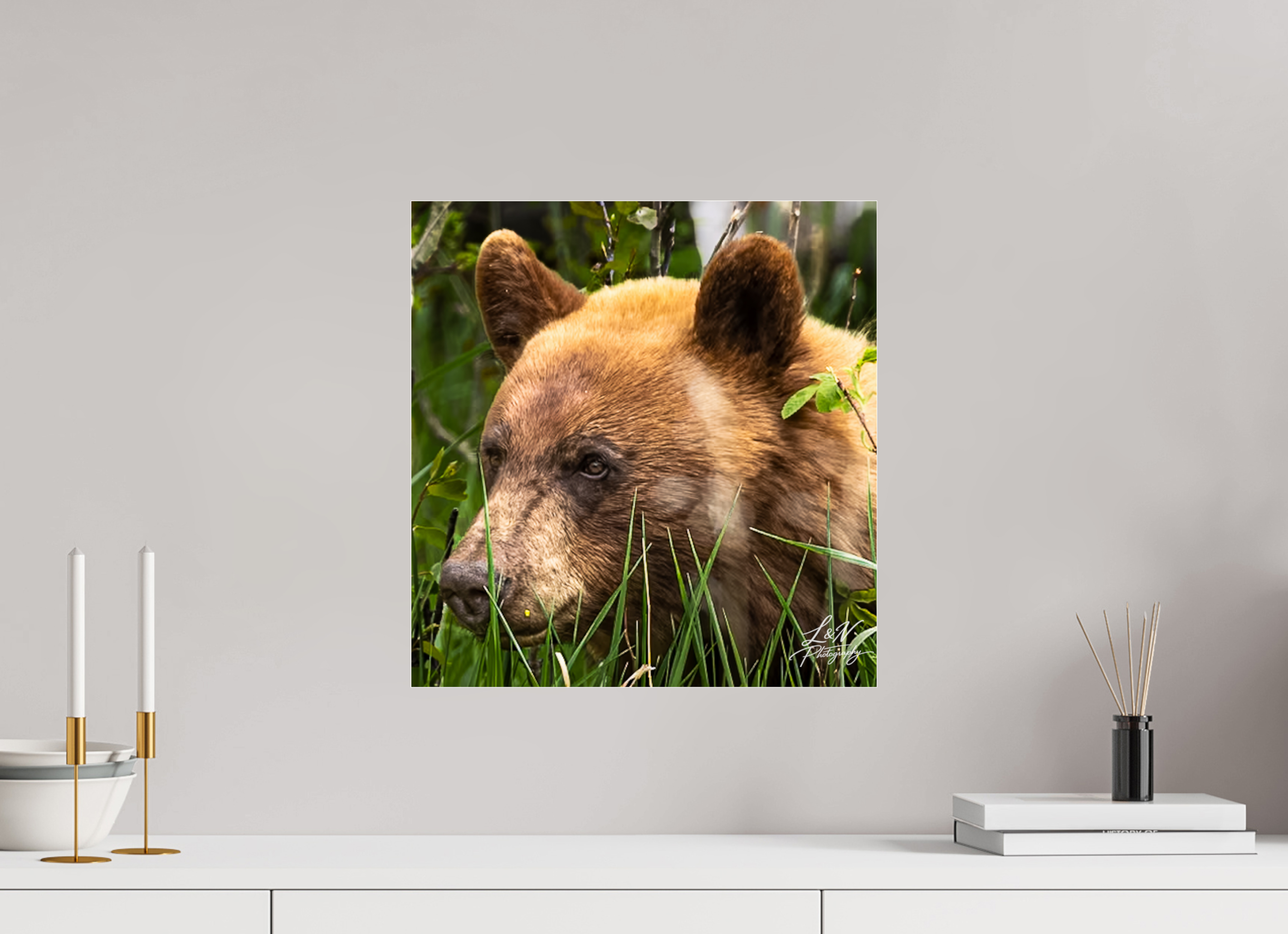 16 x 16.7″, Photo Print Under Acrylic Glass Cinnamon Bear