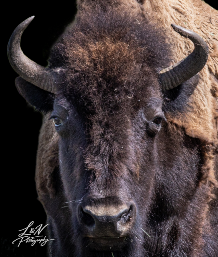 Main image Yellowstone Bison