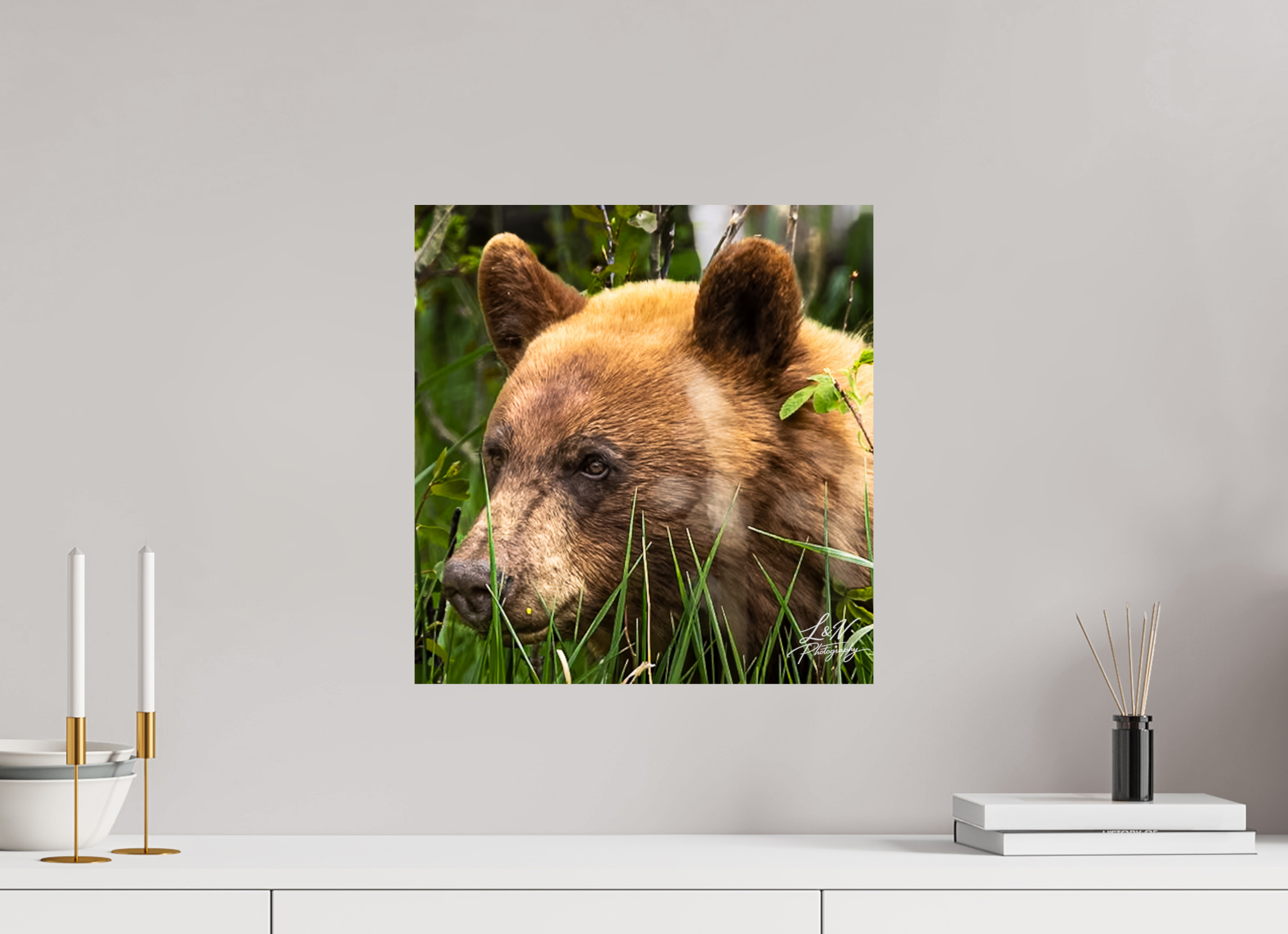 16 x 16.7″, Photo Print On Fuji Crystal DP II Cinnamon Bear