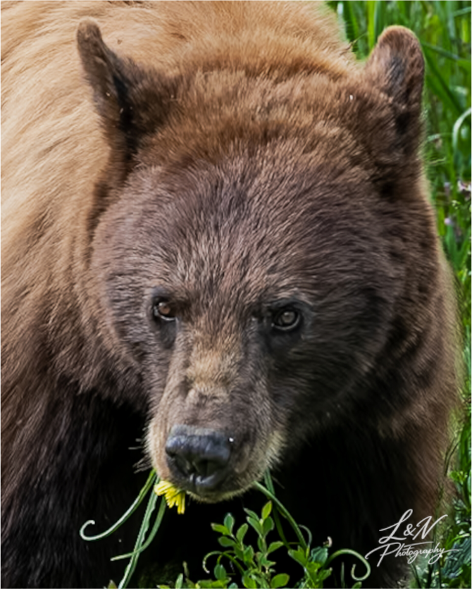 Main image Eyes of the Wild
