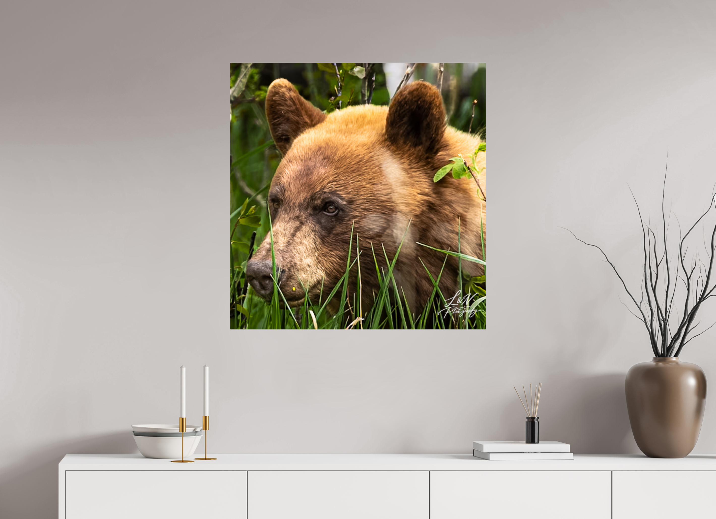 31 x 32.3″, Photo Print Under Acrylic Glass Cinnamon Bear