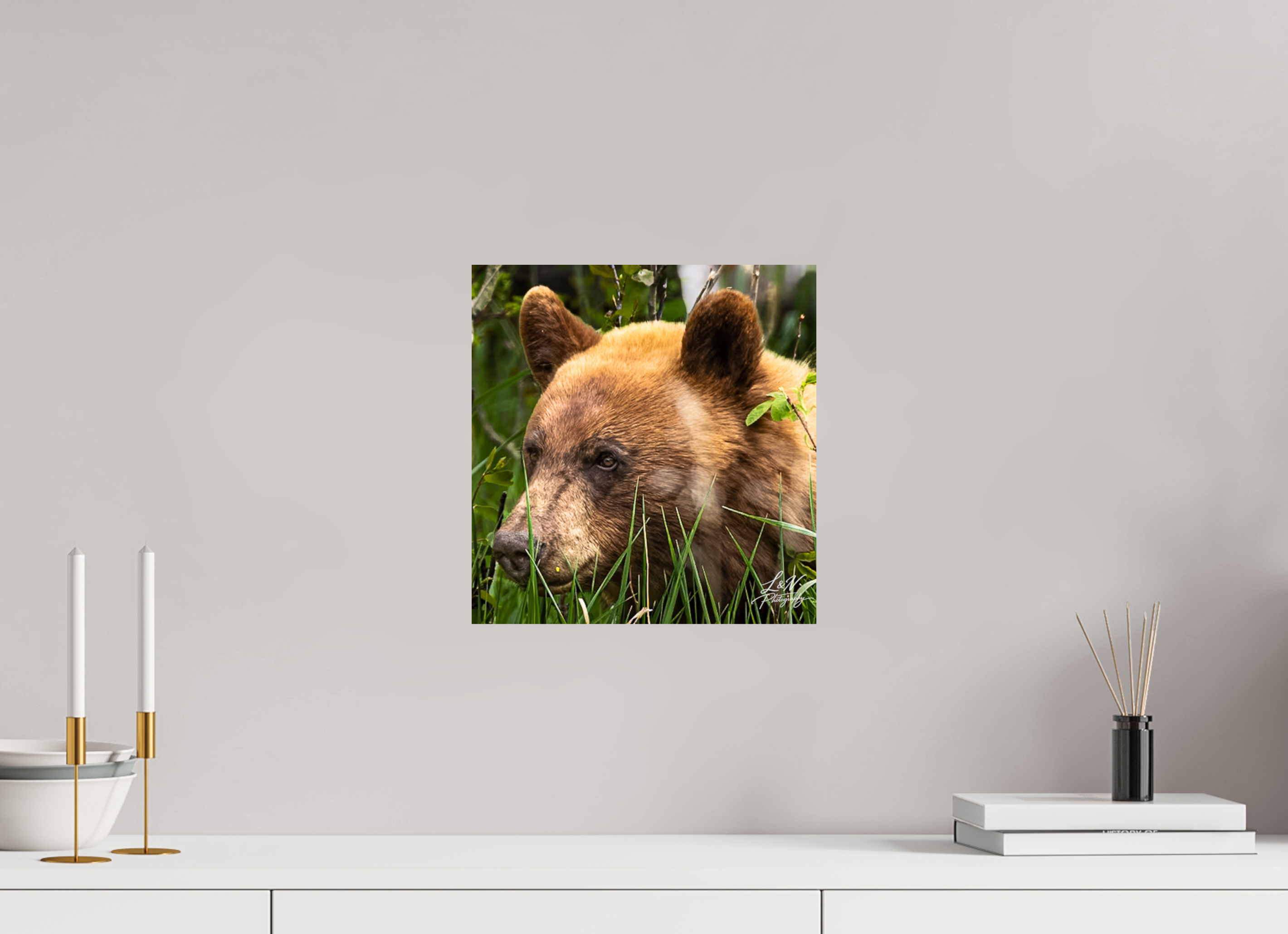 12 x 12.5″, Photo Print On Fuji Crystal DP II Cinnamon Bear