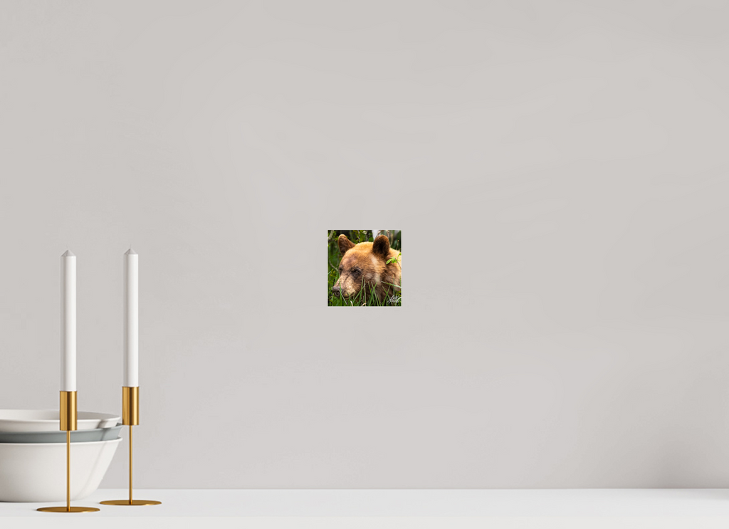 4 x 4.2″, Photo Print Under Acrylic Glass Cinnamon Bear