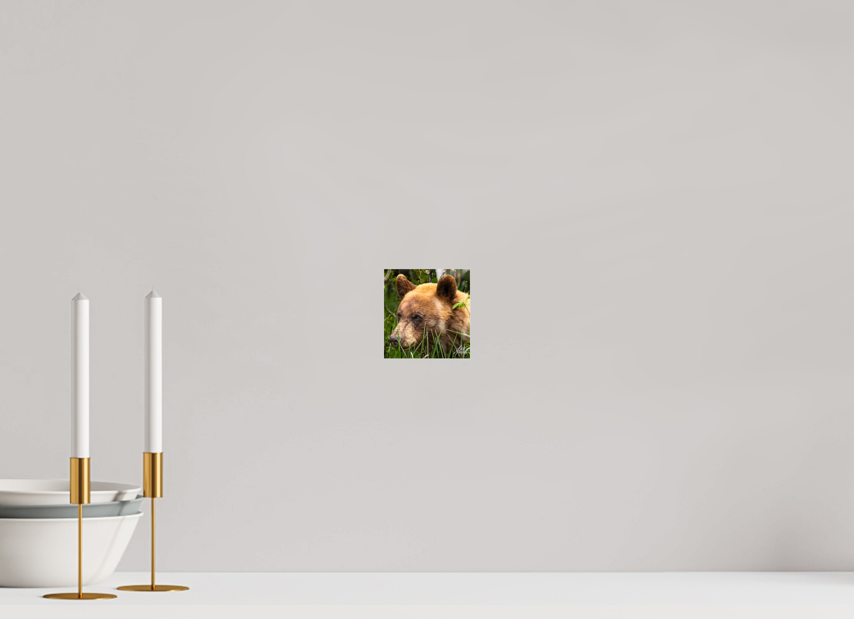 4 x 4.2″, Photo Print Under Acrylic Glass Cinnamon Bear
