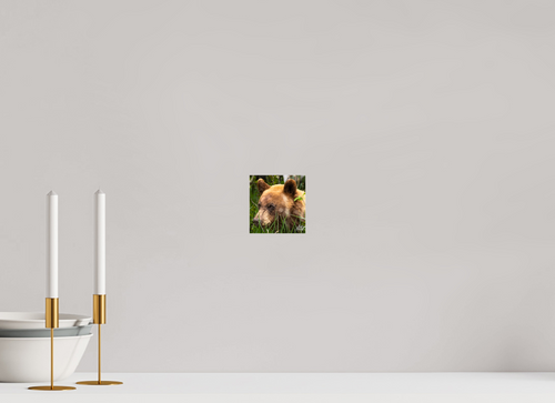 4 x 4.2″, Photo Print Under Acrylic Glass Cinnamon Bear