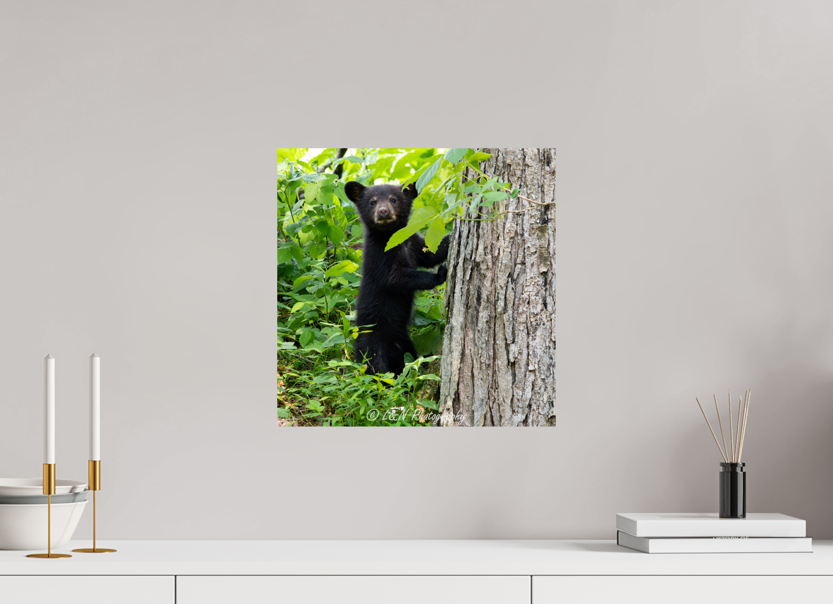 15 x 15″, Photo Print On Fuji Crystal DP II Bear Cub