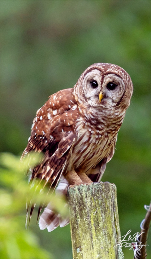 Main image Moments in the Wild  Wildlife & Nature Photography from Alabama