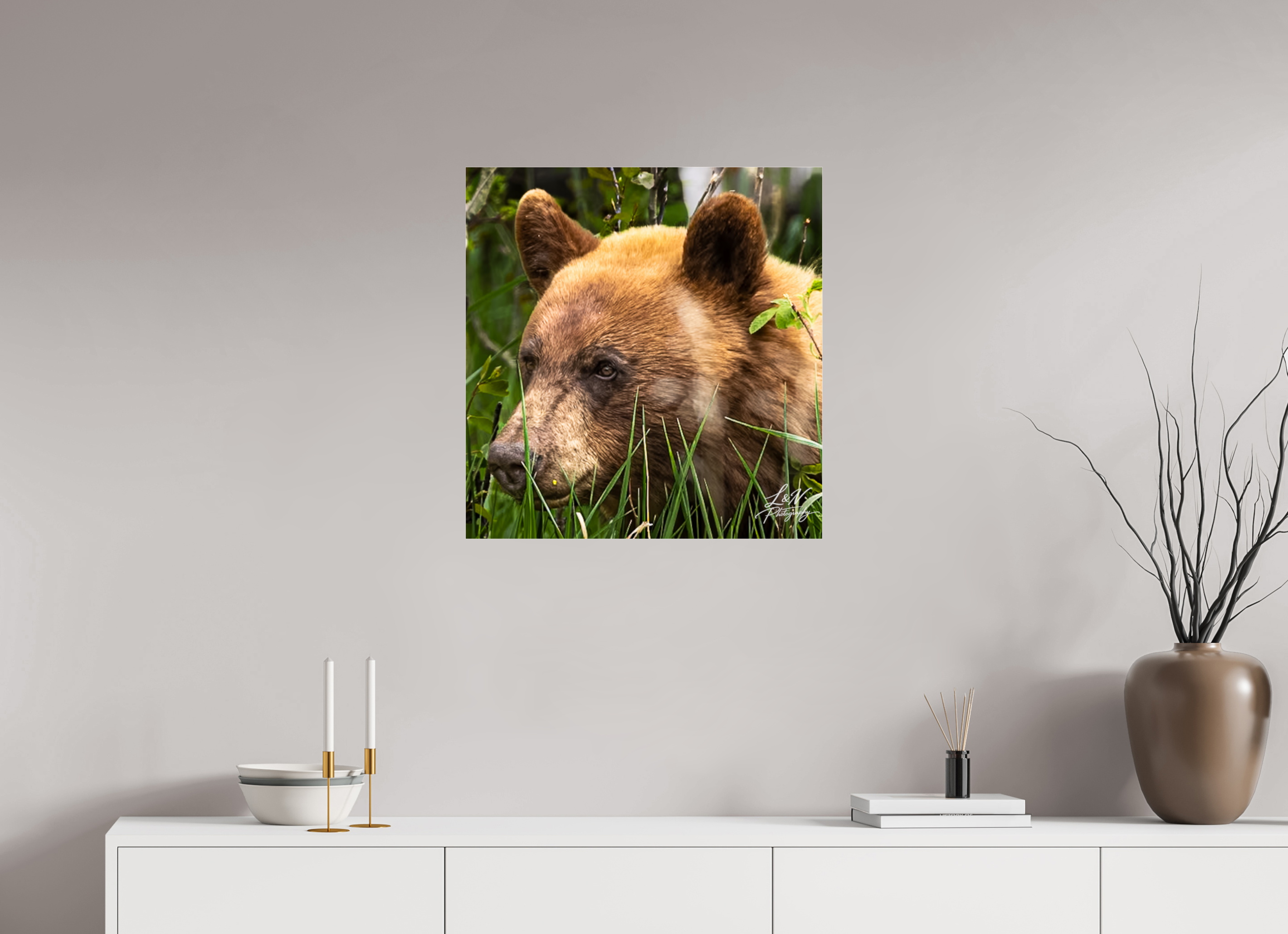 24 x 25″, Photo Print Under Acrylic Glass Cinnamon Bear