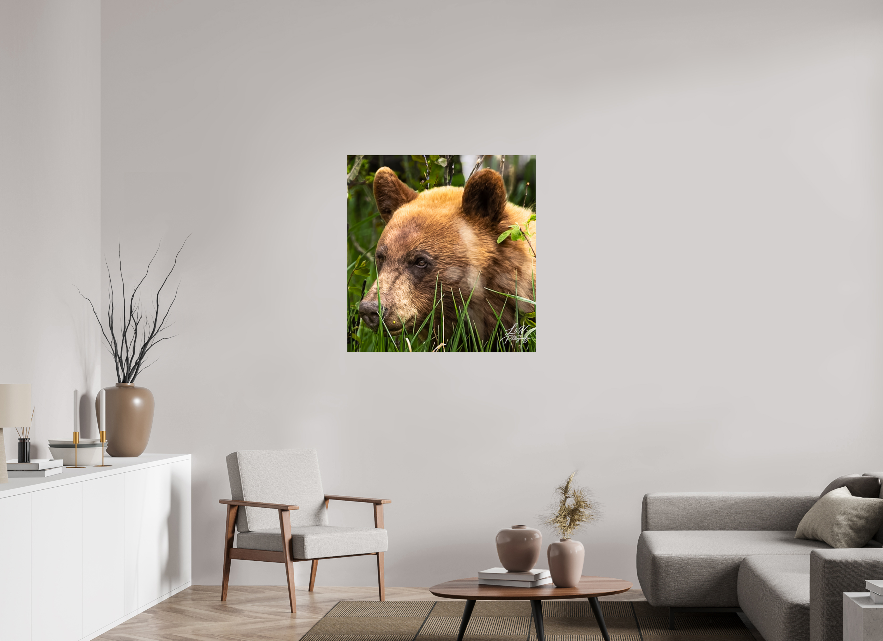 35 x 36.5″, Photo Print Under Acrylic Glass Cinnamon Bear