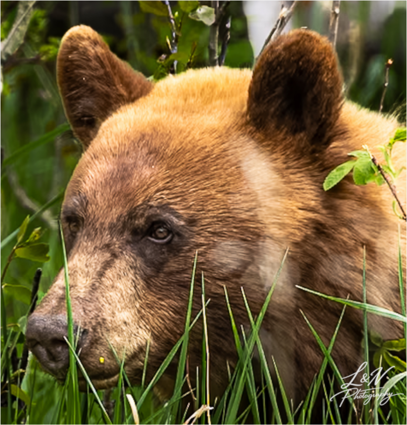 Main image Cinnamon Bear
