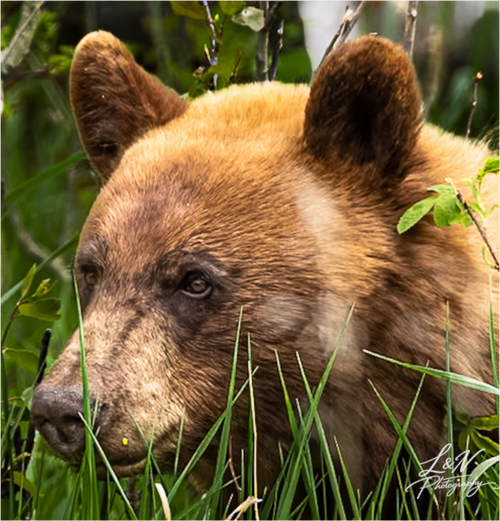 Main image Cinnamon Bear