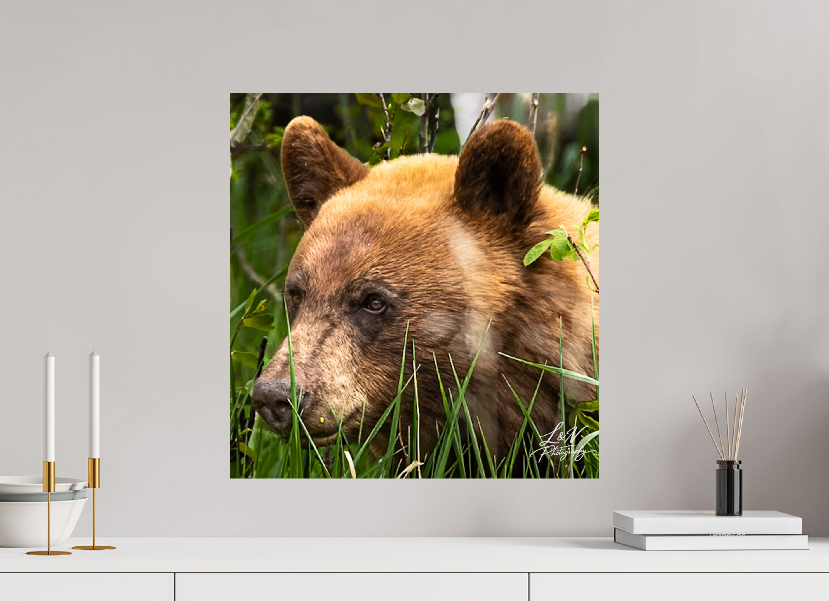 20 x 20.9″, Photo Print On Fuji Crystal DP II Cinnamon Bear
