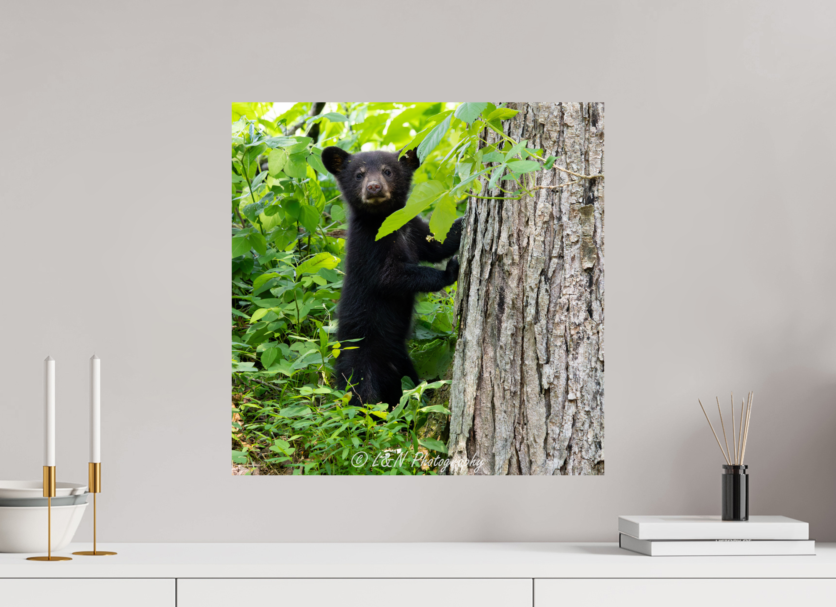 20 x 20″, Photo Print On Fuji Crystal DP II Bear Cub