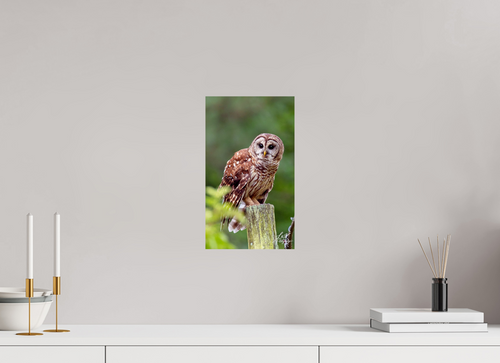 8 x 13.7″, Photo Print On Fuji Crystal DP II Moments in the Wild  Wildlife & Nature Photography from Alabama