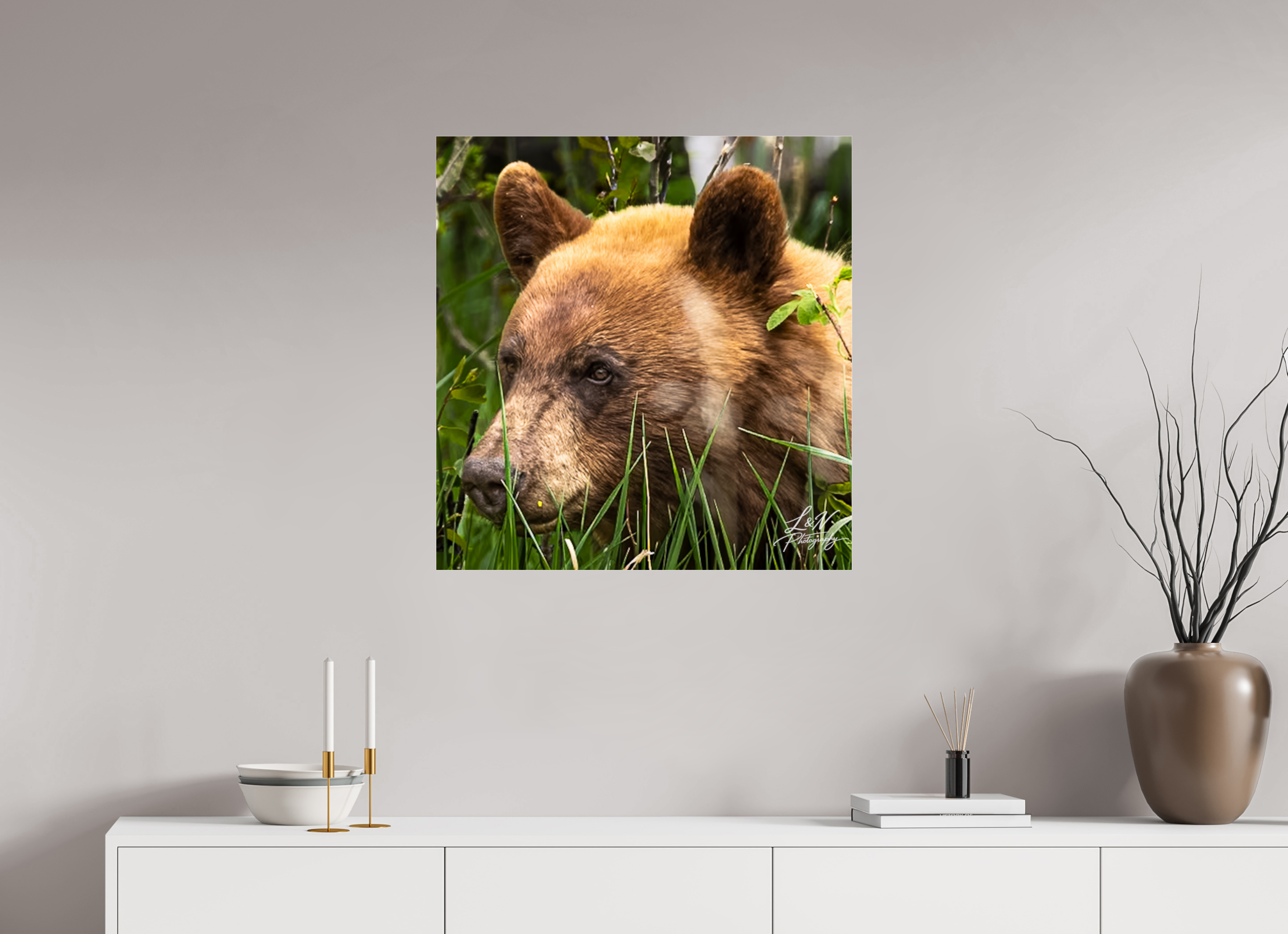 28 x 29.2″, Photo Print Under Acrylic Glass Cinnamon Bear