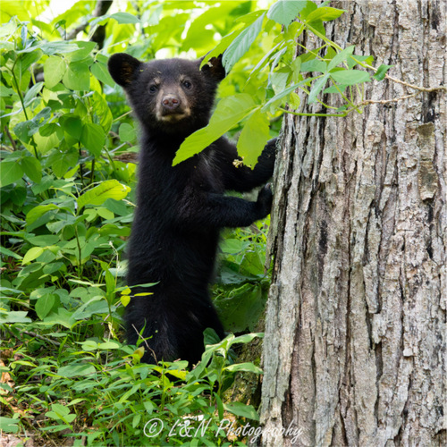 Main image Bear Cub